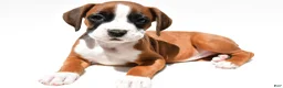 Boxer dogs for sale: Stella - Ad 3