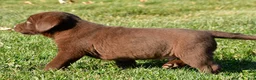 Labrador Retriever dogs for sale: Diesel - Ad 8