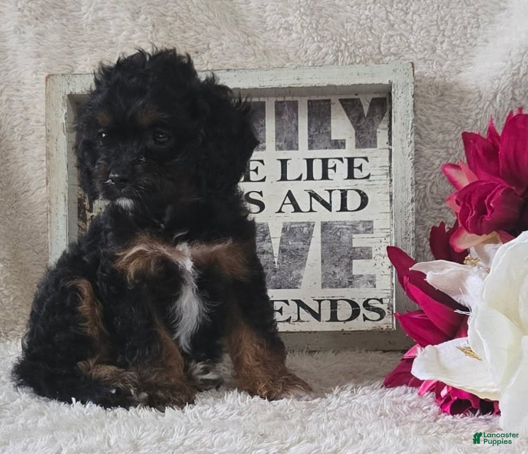 Cavapoo dogs for sale: Sasha - Ad 32