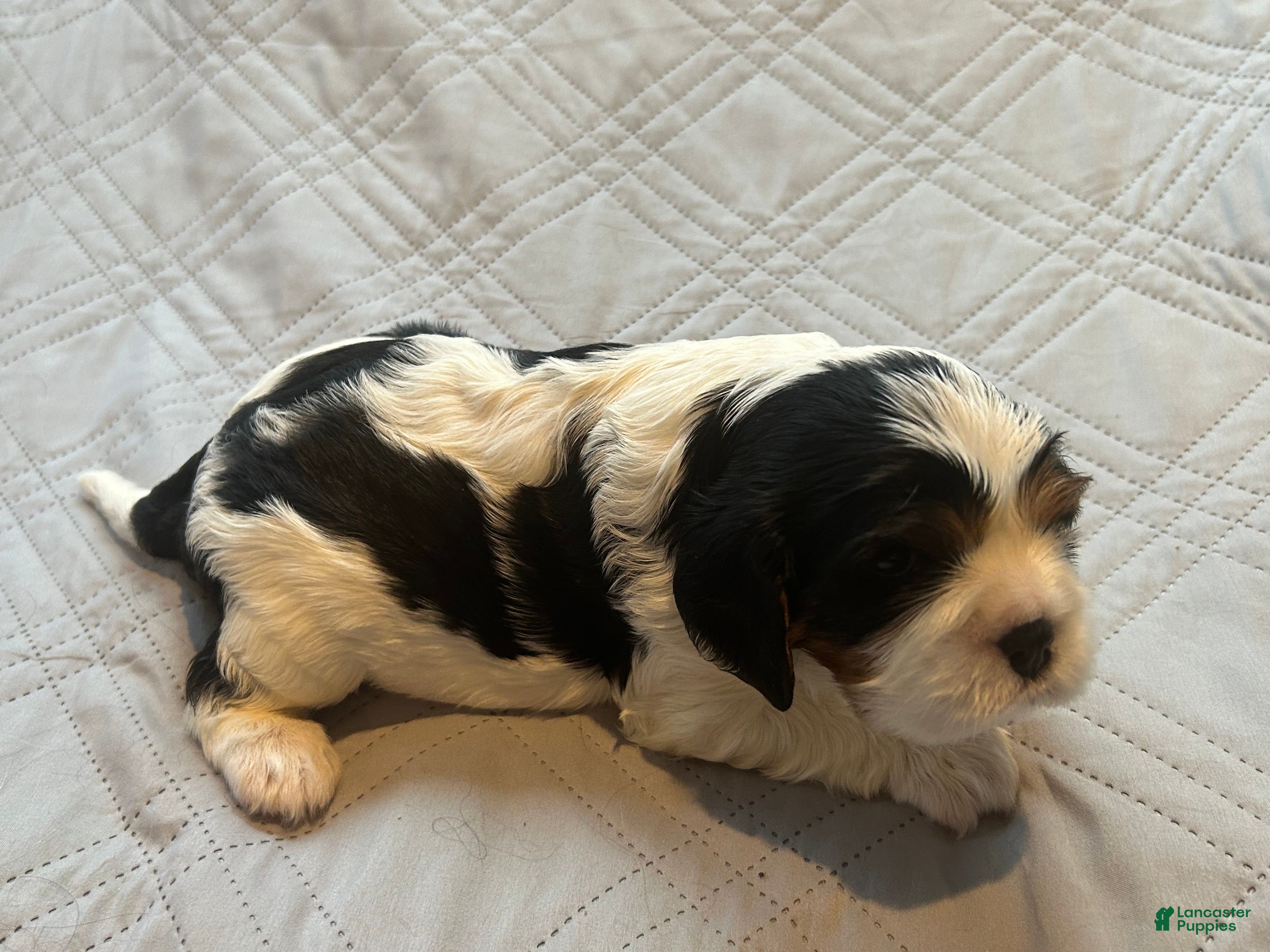Cavalier King Charles Spaniel dogs Cavalier King Charles Spaniel 3 - Ad 2
