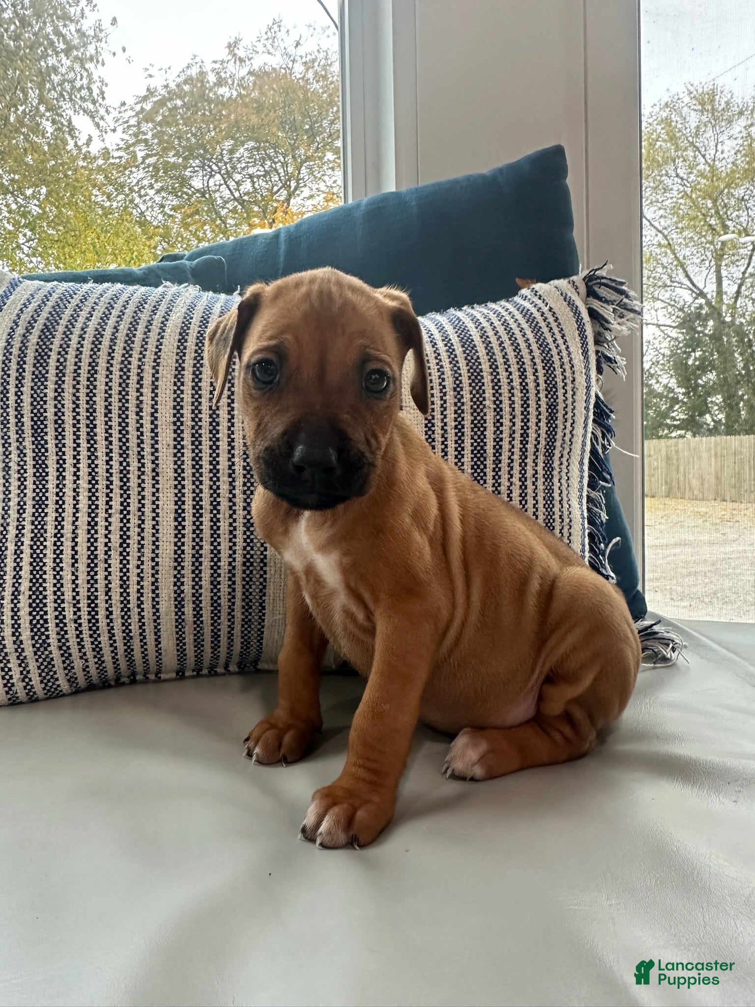 Rhodesian Ridgeback dogs "JADE" AKC RHODESIAN RIDGEBACK - Ad 2