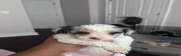 Mixed Breed dogs for sale: Oree - Ad 1