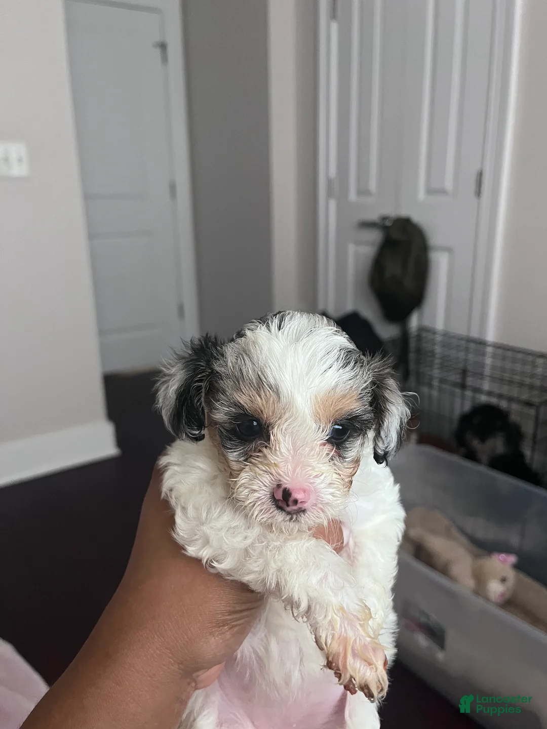 Mixed Breed dogs for sale: Oree - Ad 1