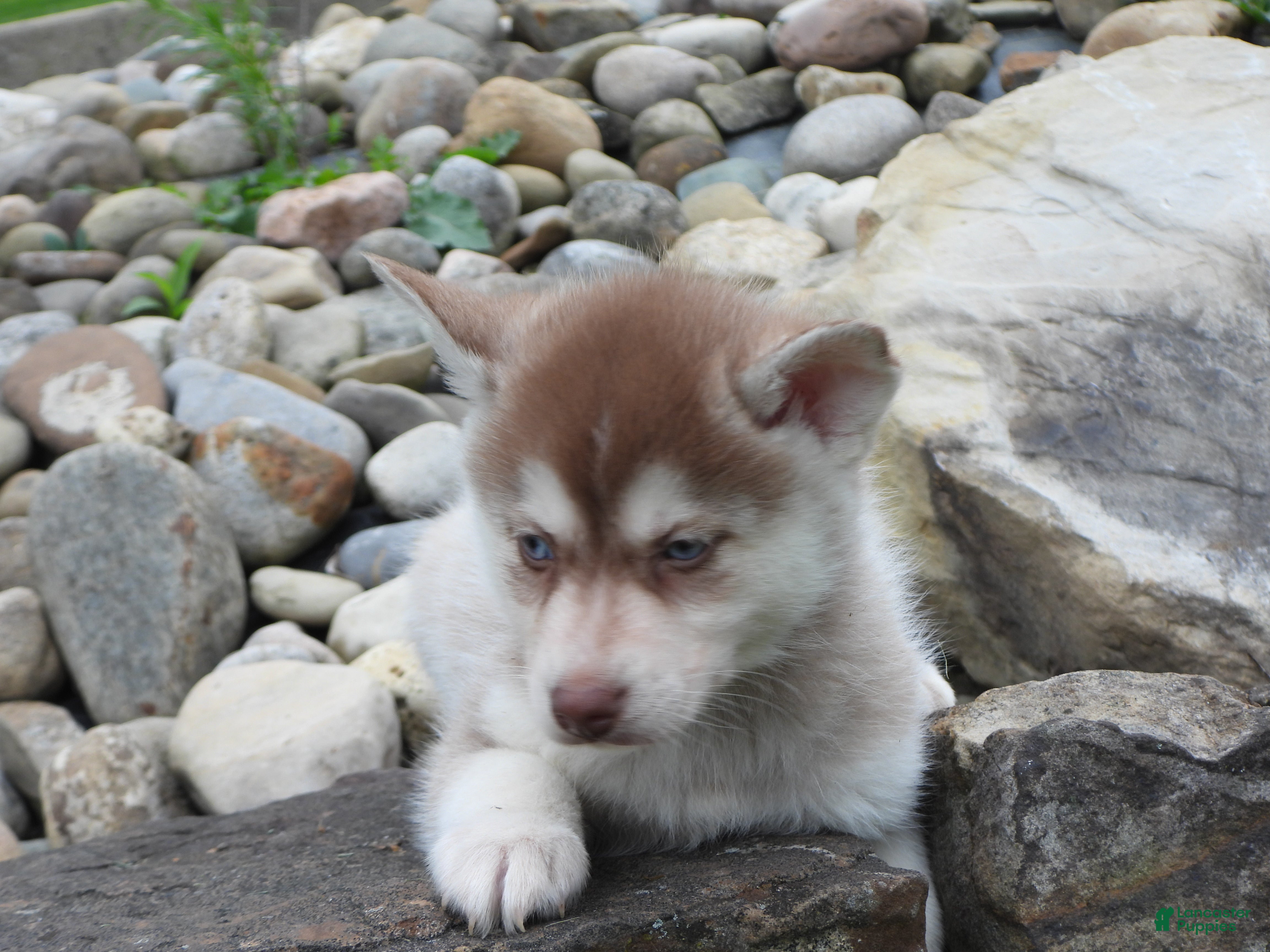 Pomsky dogs Toby - Ad 3