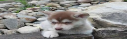 Pomsky dogs for sale: Toby - Ad 1
