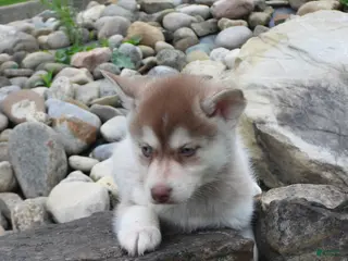 Pomsky dogs Toby - Ad 3