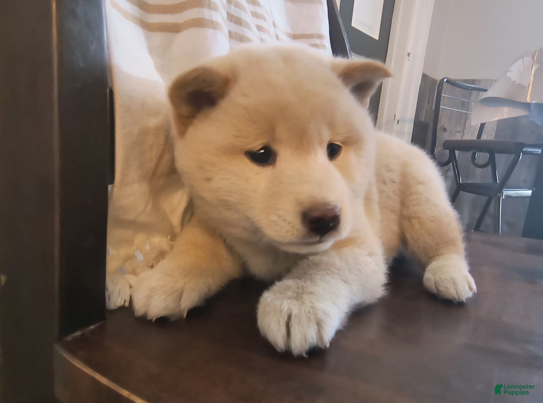 Shiba Inu dogs for sale: Trigger - Ad 1
