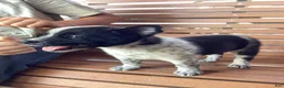Mixed Breed dogs for sale: Baily  - Ad 3