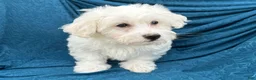 Mixed Breed dogs for sale: Stan - Ad 3