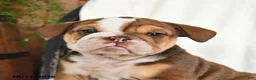 English Bulldog dogs for sale: Cherry - Ad 3