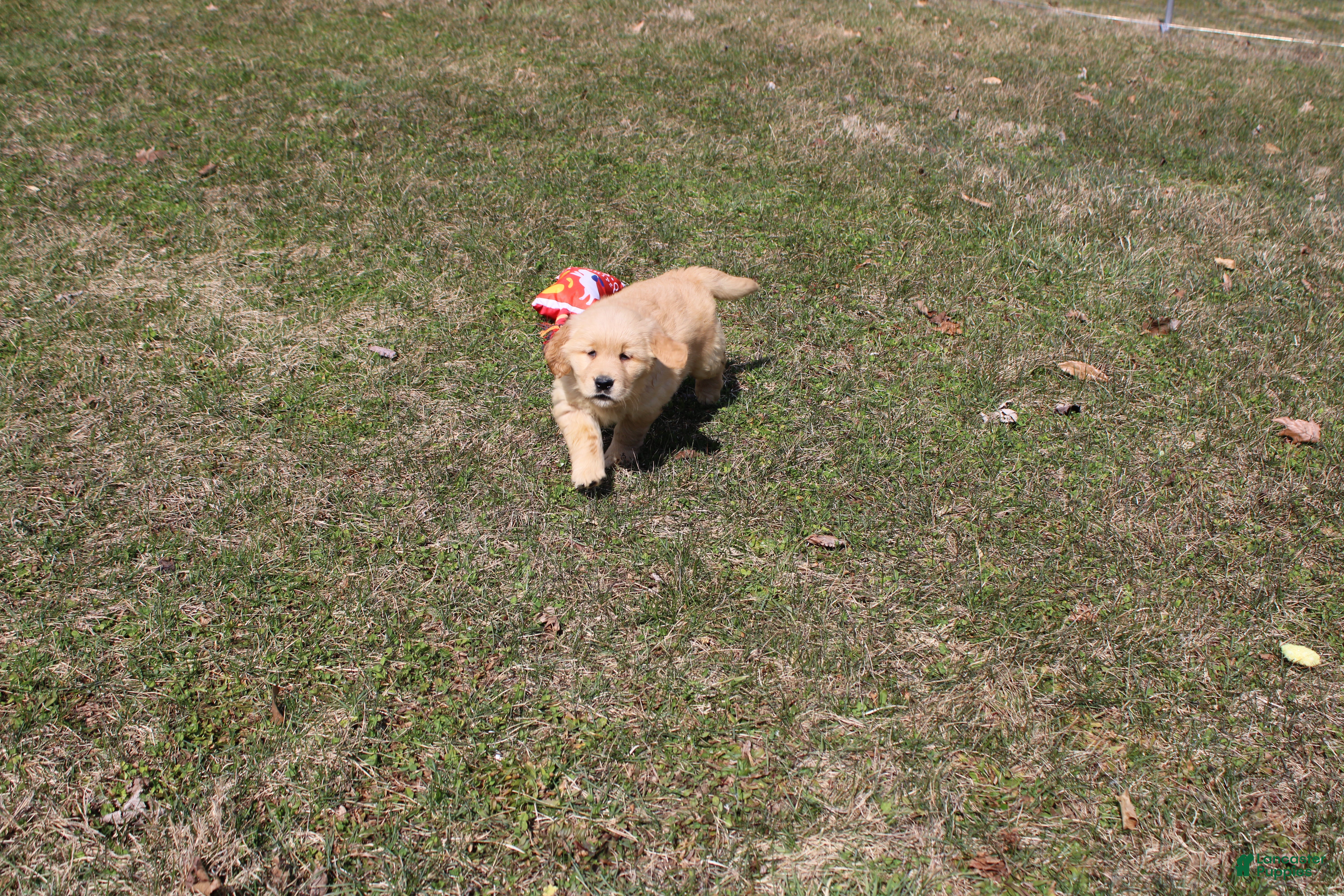 Golden Retriever dogs Quart - Ad 24