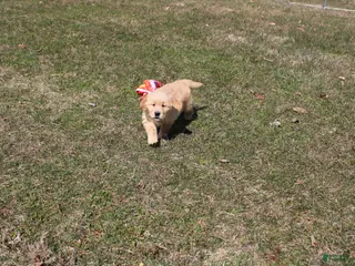 Golden Retriever dogs Quart - Ad 24