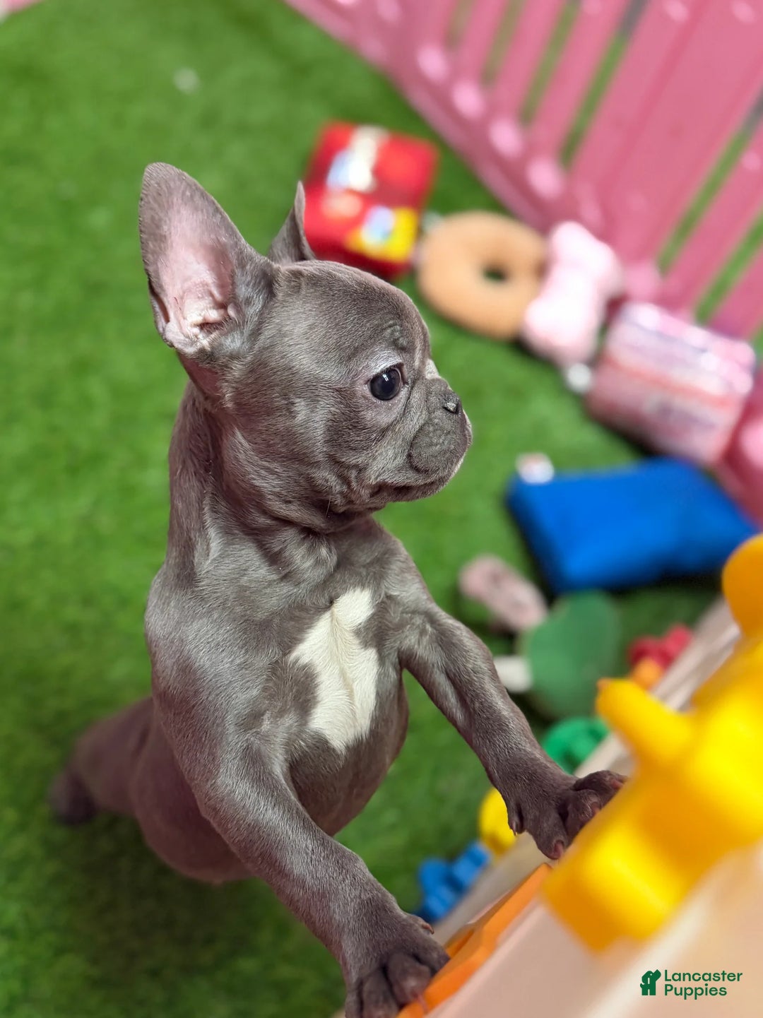 French Bulldog dogs for sale: Frankie - Ad 1
