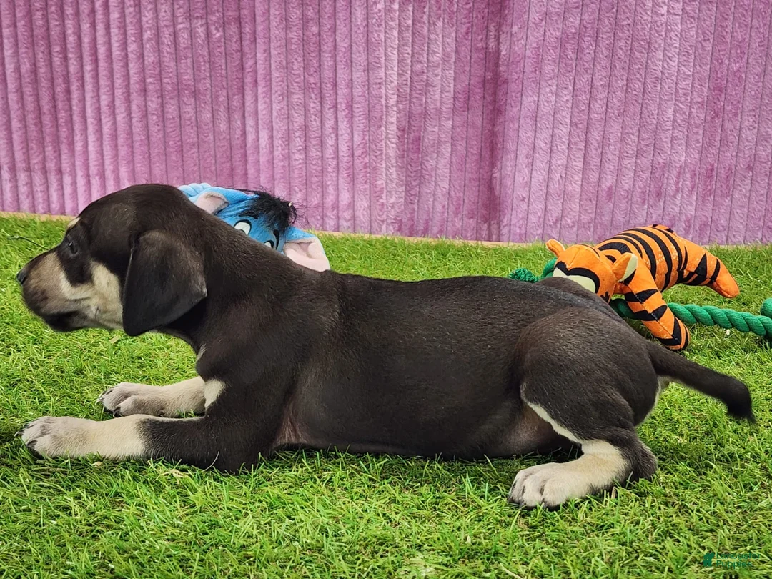 Catahoula Leopard Dog dogs for sale: Tess 2025 Female 3 - Ad 9