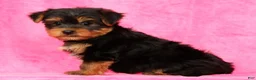 Yorkshire Terrier dogs for sale: Benji - Ad 5