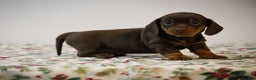 Miniature Dachshund dogs for sale: Braden - Ad 2