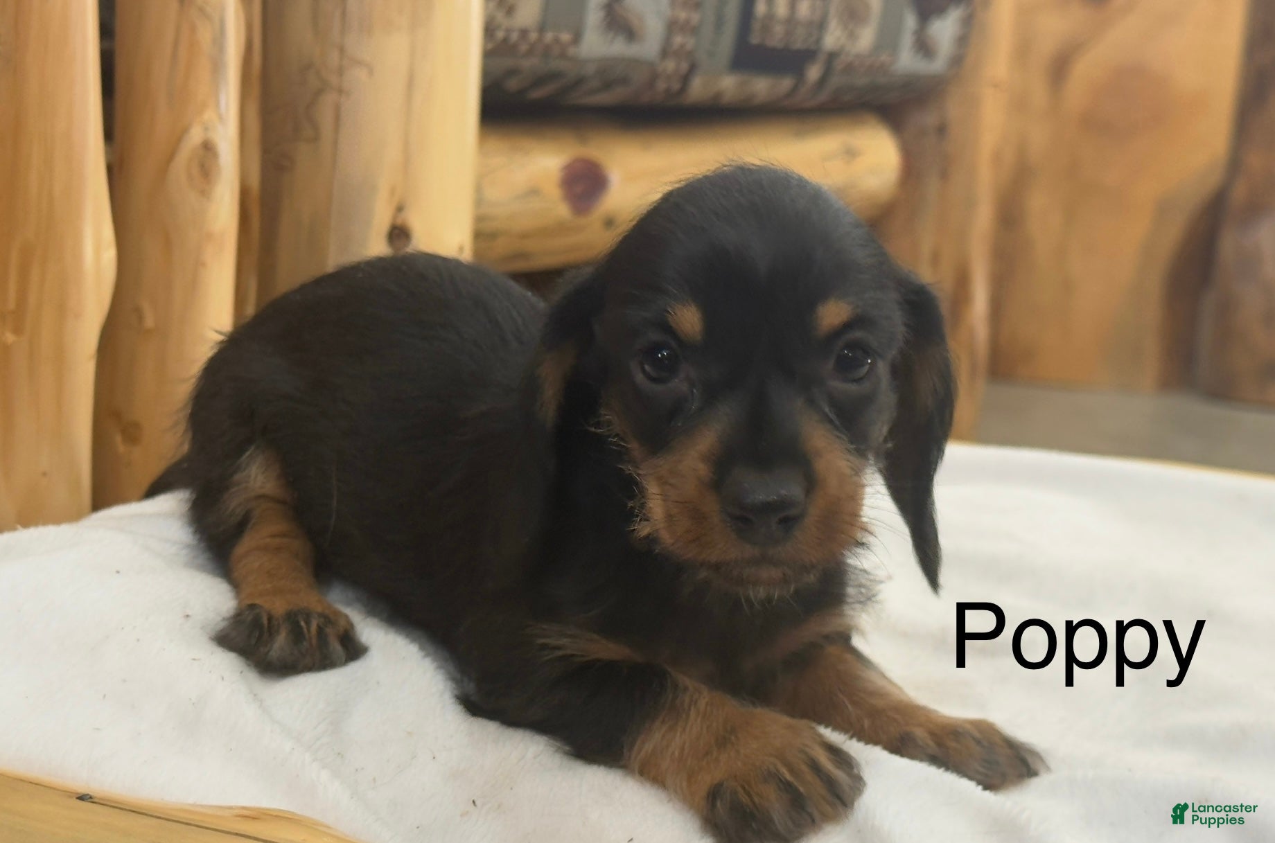 Miniature Dachshund dogs Poppy - Ad 41
