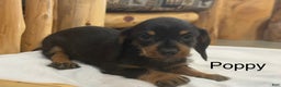 Miniature Dachshund dogs for sale: Poppy - Ad 1
