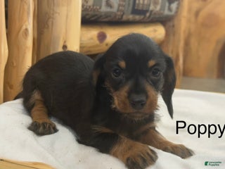 Miniature Dachshund dogs Poppy - Ad 41