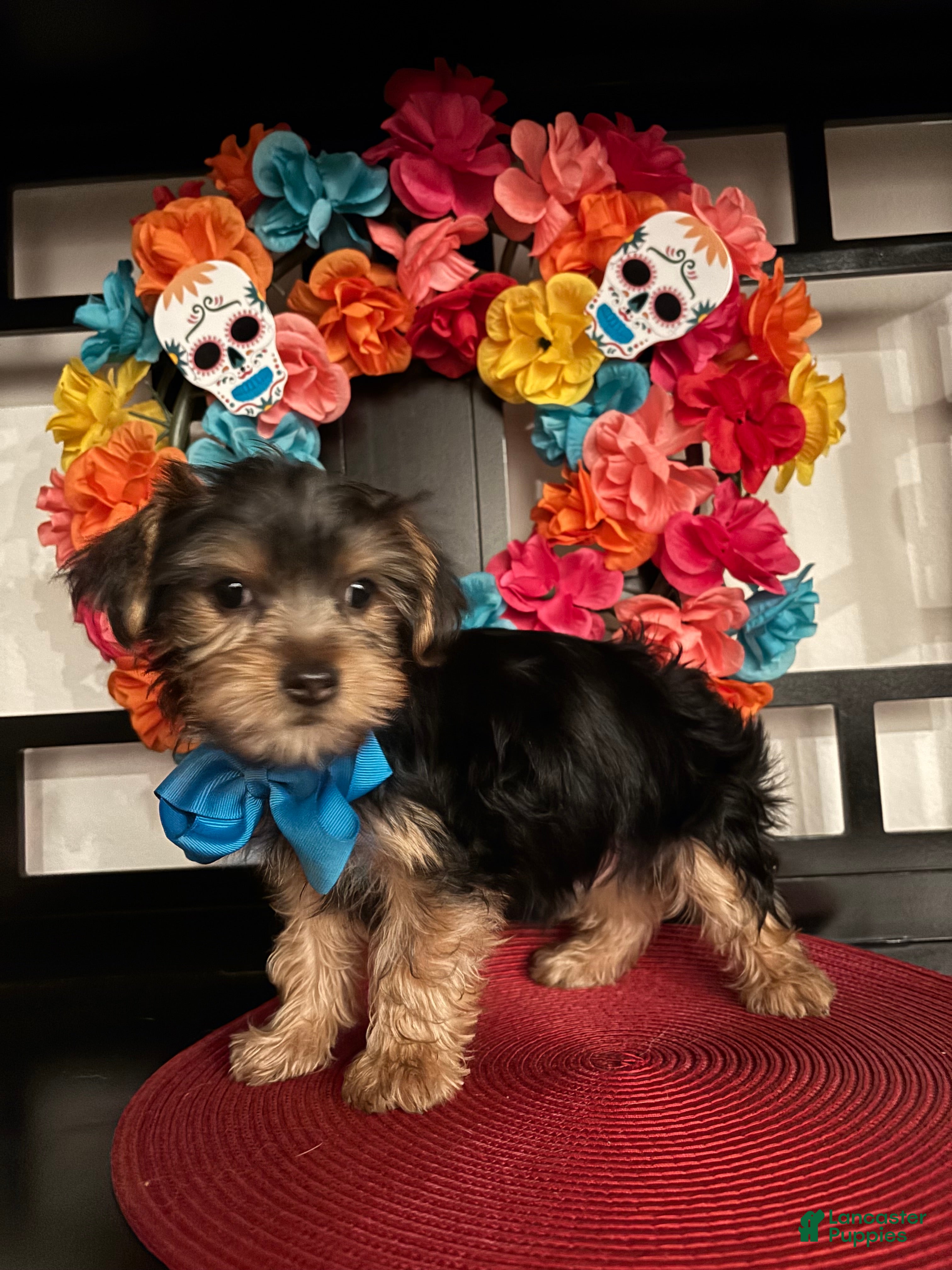 Morkie dogs Yorkie puppy 2 - Ad 42