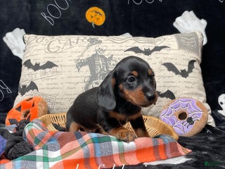 Miniature Dachshund dogs - Ad 32
