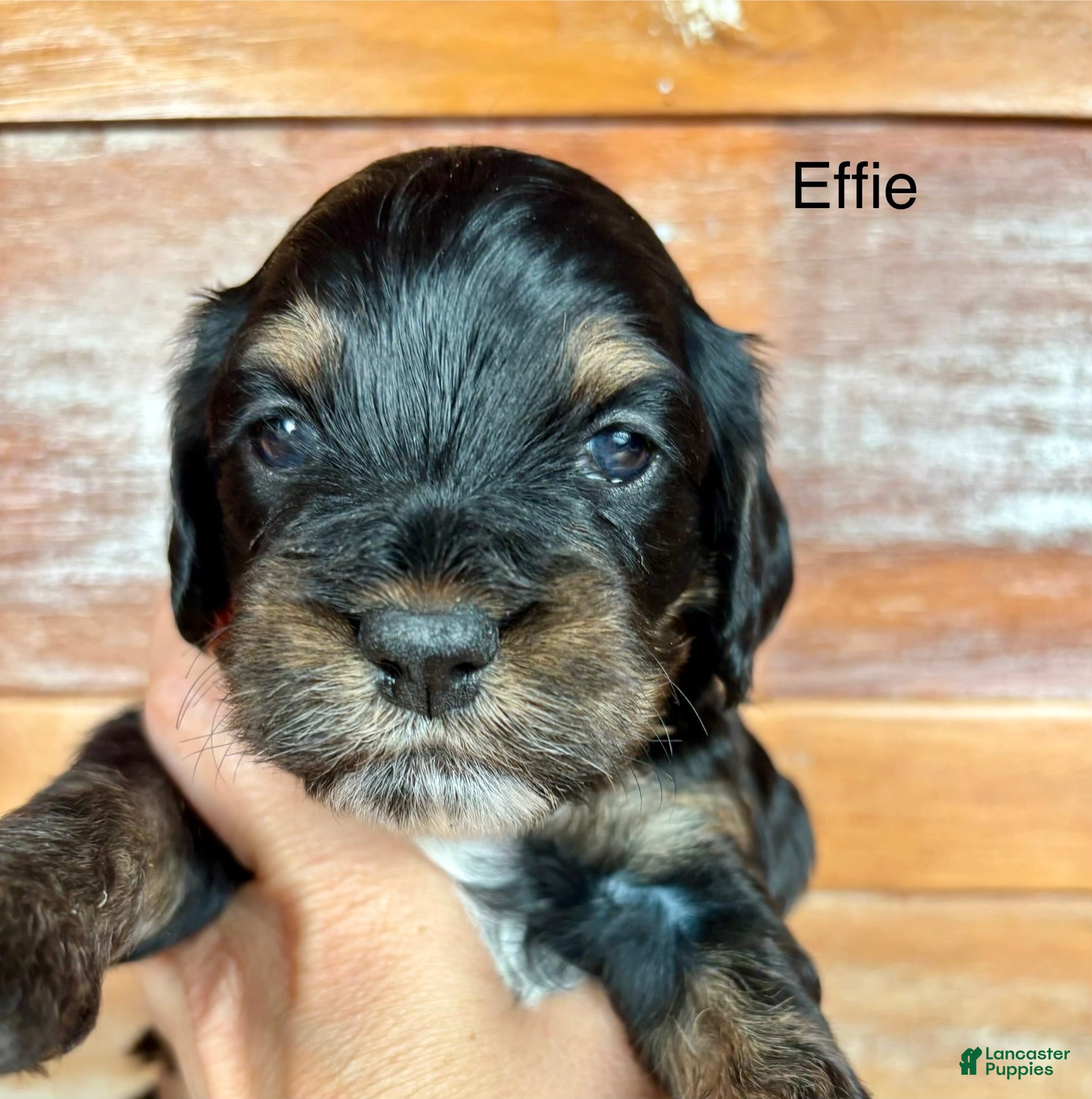 Cockapoo dogs for sale: Cockapoo 4 - Ad 4