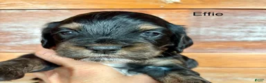 Cockapoo 4