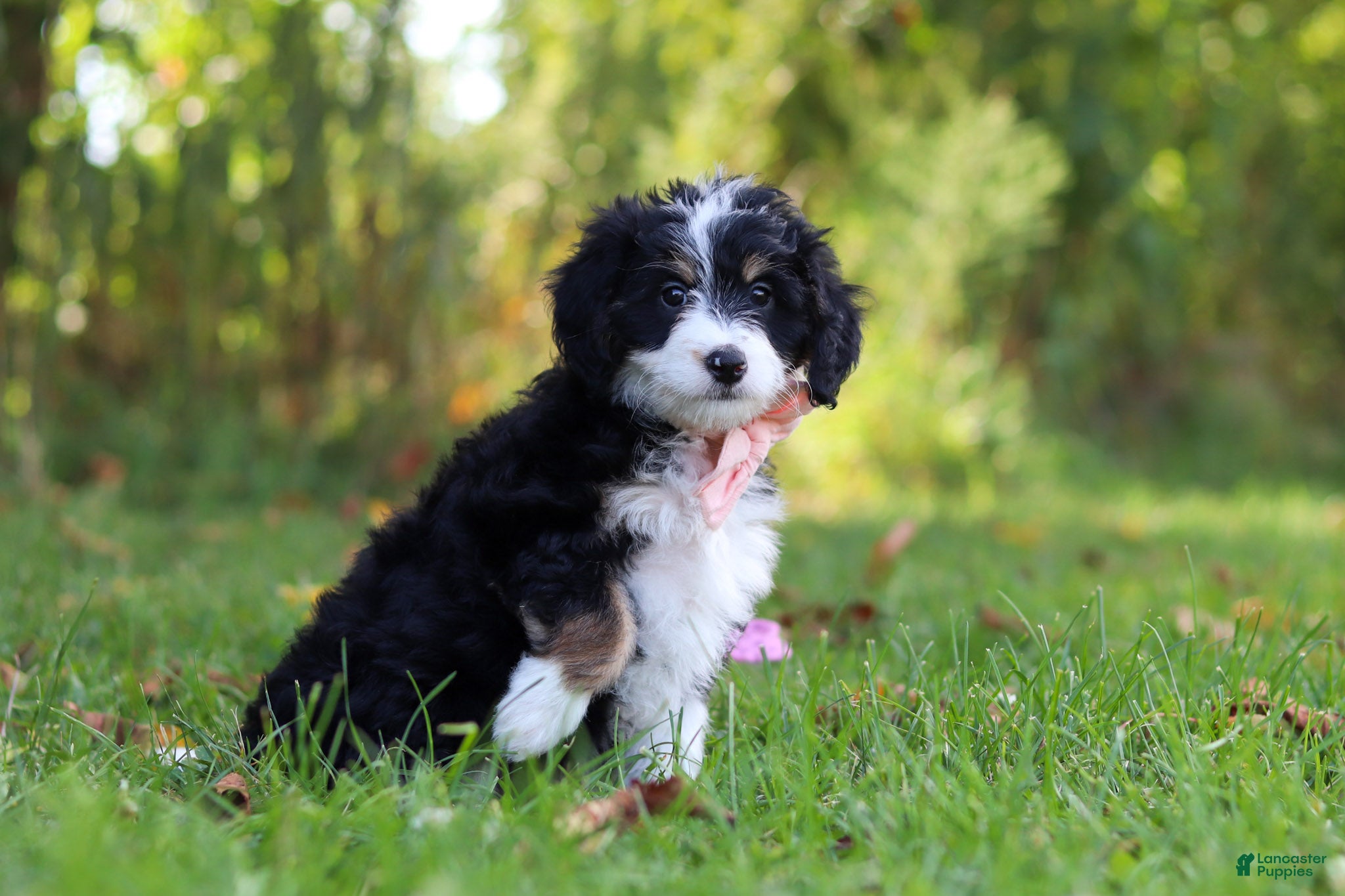 Mini Bernedoodle dogs Martha🎀 - Ad 2