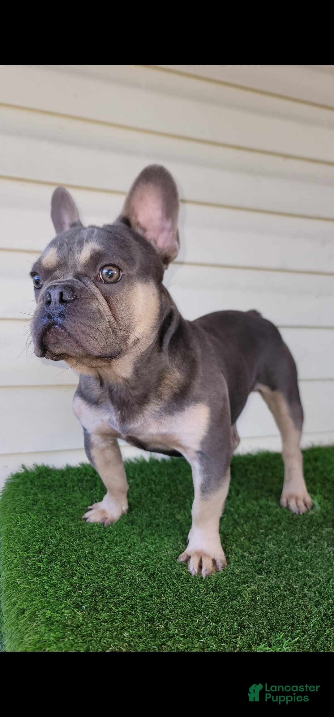 Gallery Image {{count}}