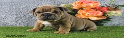 English Bulldog dogs for sale: Mason - Ad 1
