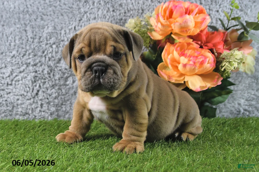 English Bulldog dogs for sale: Mason - Ad 1