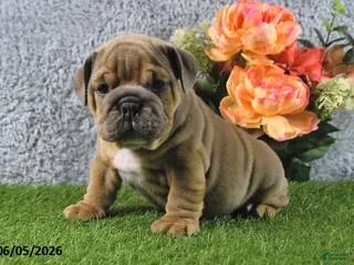 English Bulldog dogs for sale: Mason - Ad 1