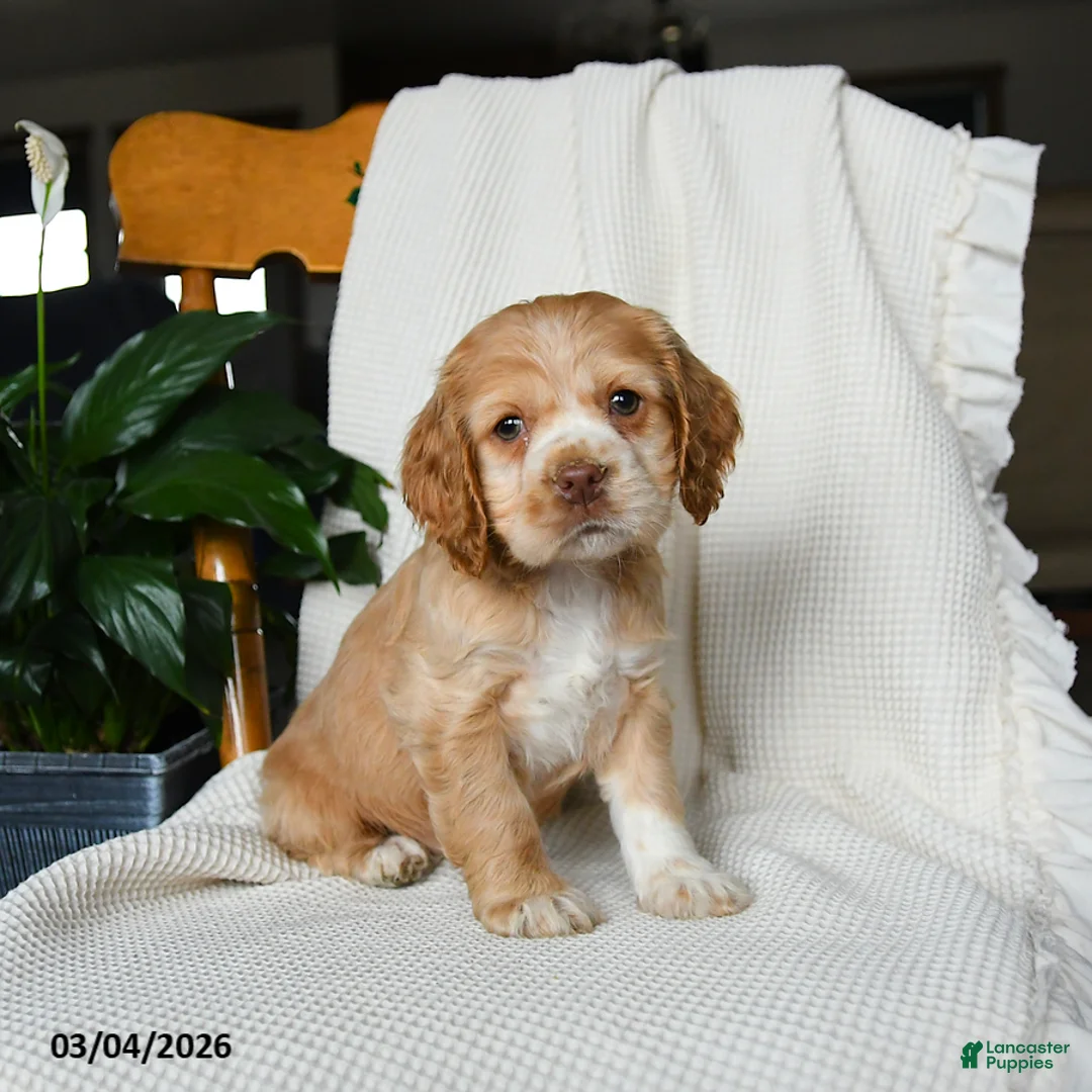 English Cocker Spaniel dogs for sale: Mia   - Ad 2