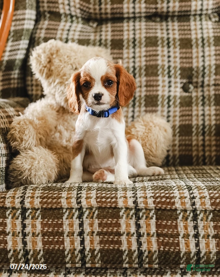 Cavalier King Charles Spaniel dogs for sale: Kevin - Ad 3