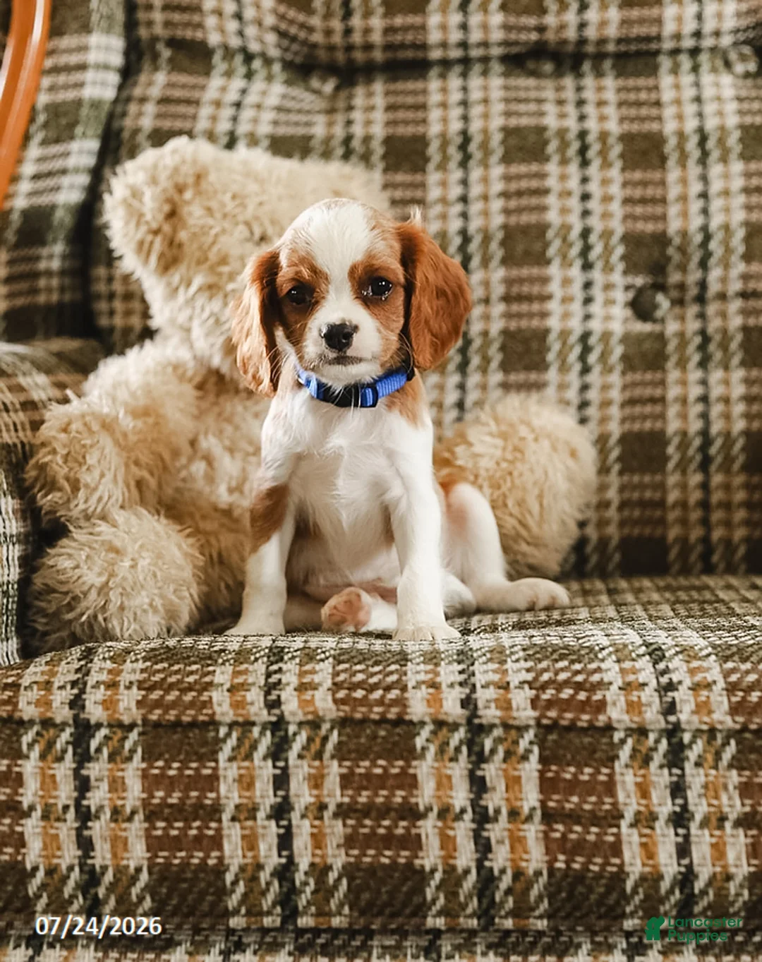 Cavalier King Charles Spaniel dogs for sale: Kevin - Ad 1