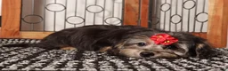 Yorkiepoo dogs for sale: Josie Gentle Yorkie Poo - Ad 2