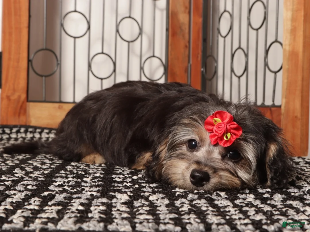 Yorkiepoo dogs for sale: Josie Gentle Yorkie Poo - Ad 2