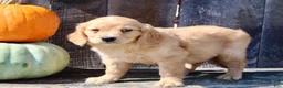 Miniature Golden Retriever dogs for sale: Tulip Female Mini Golden Retriever  - Ad 6