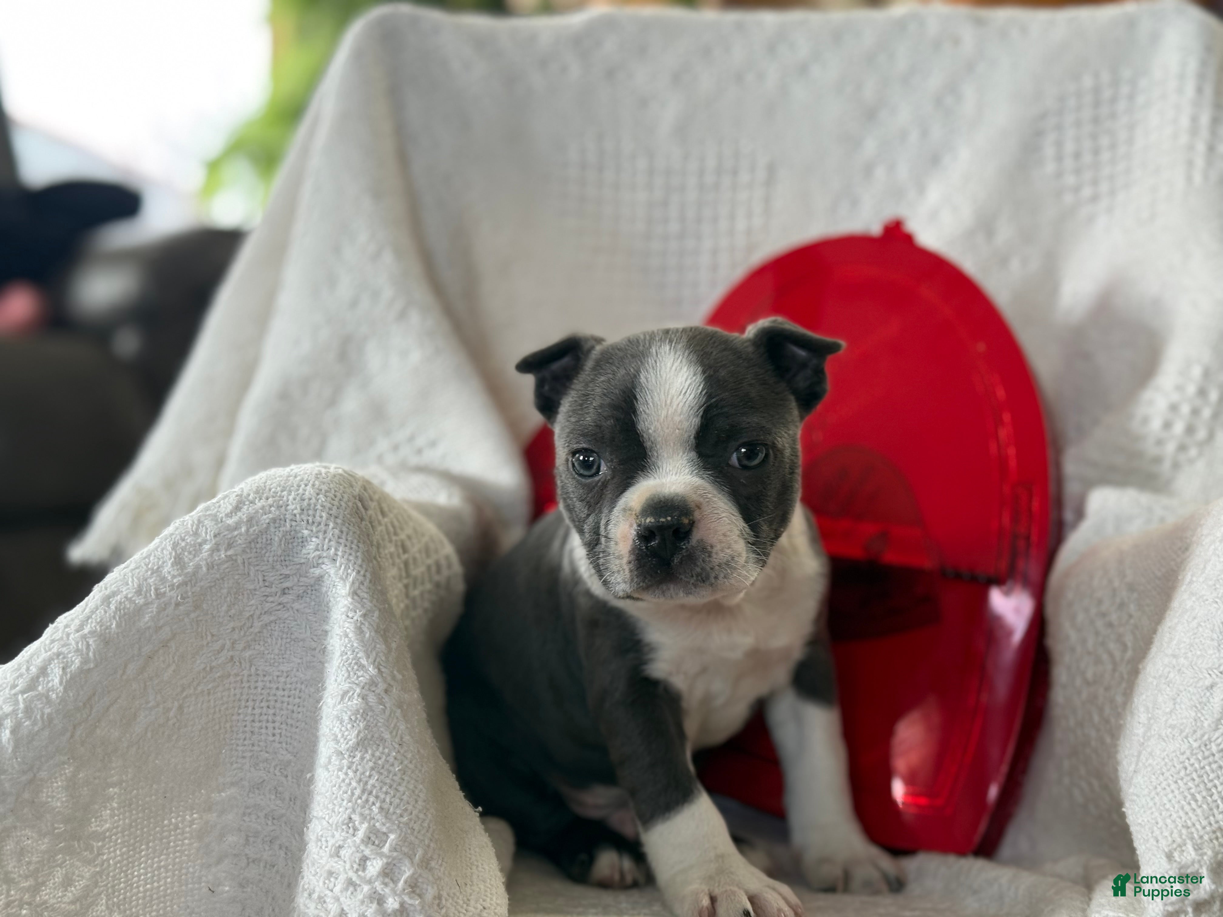 Boston Terrier dogs Ronnie - Ad 8