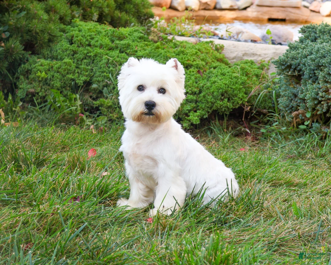 West Highland Terrier dogs for sale: Wren - Ad 9
