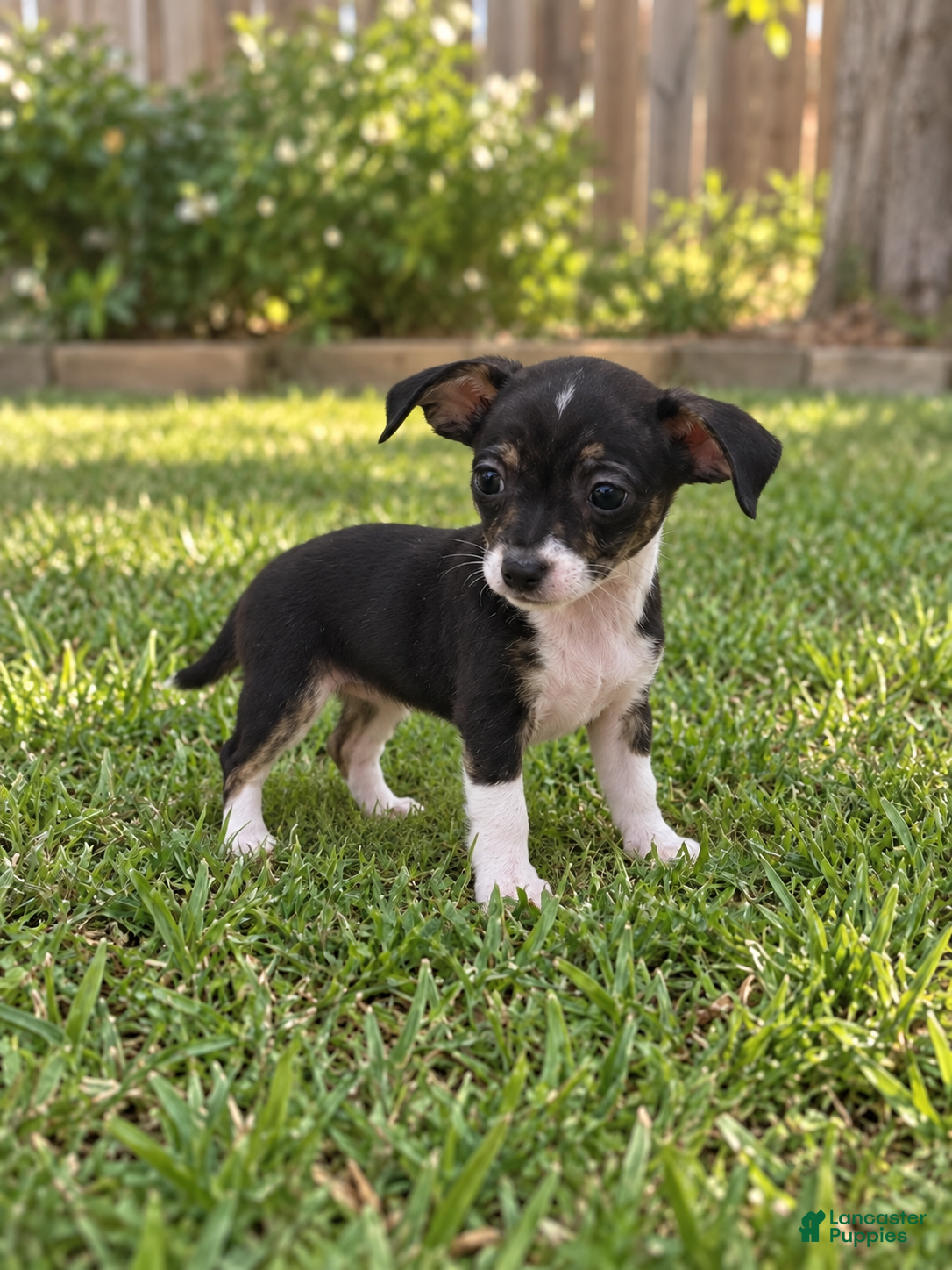 Chihuahua dogs Simba  - Ad 1