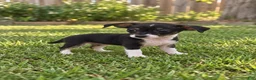 Chihuahua dogs for sale: Simba  - Ad 1
