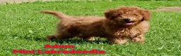 Miniature Labradoodle dogs for sale: Adam - Ad 1
