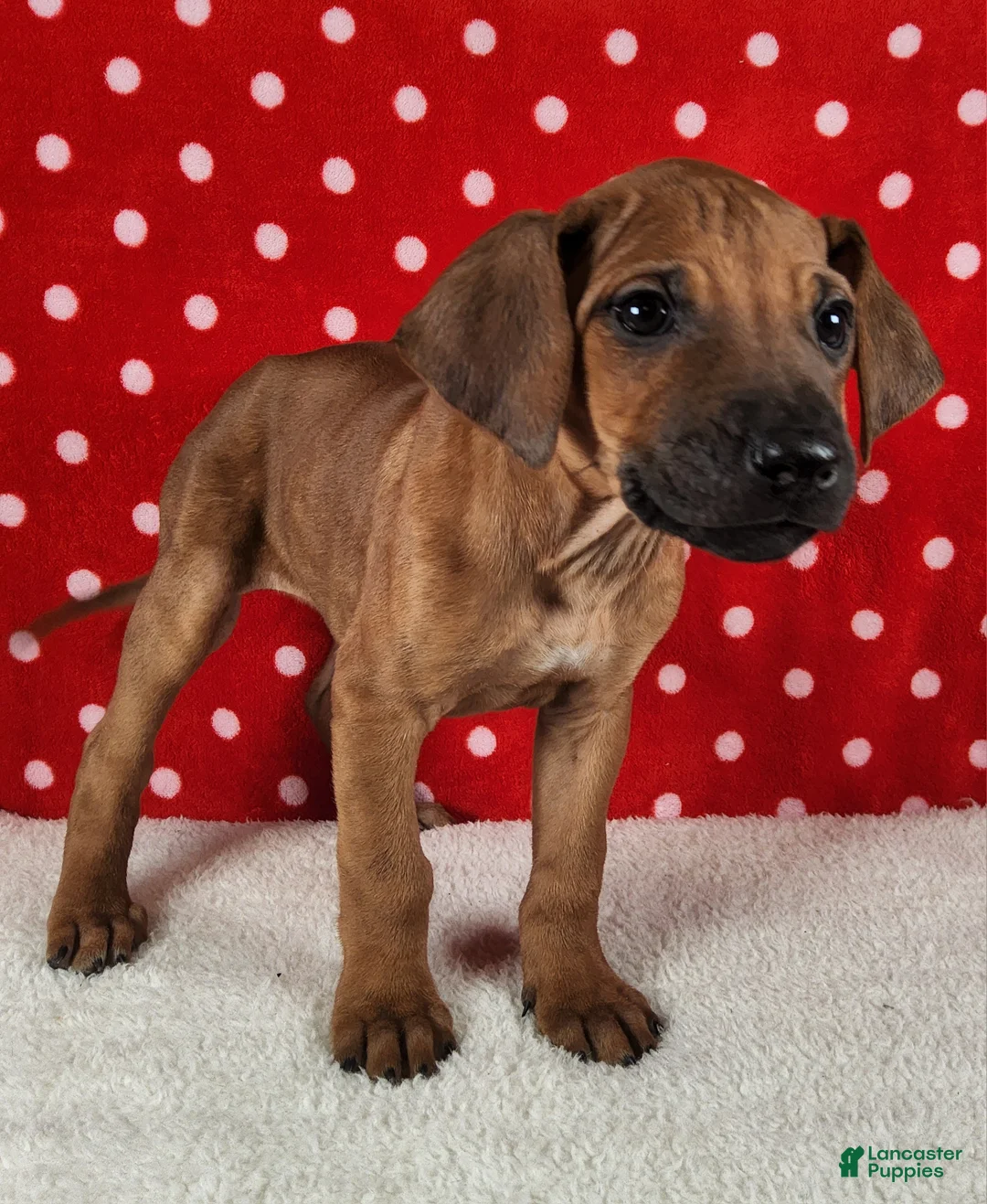 Rhodesian Ridgeback dogs for sale: Rocco - Ad 3