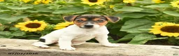 Jack Russell Terrier dogs for sale: Rose  - Ad 3