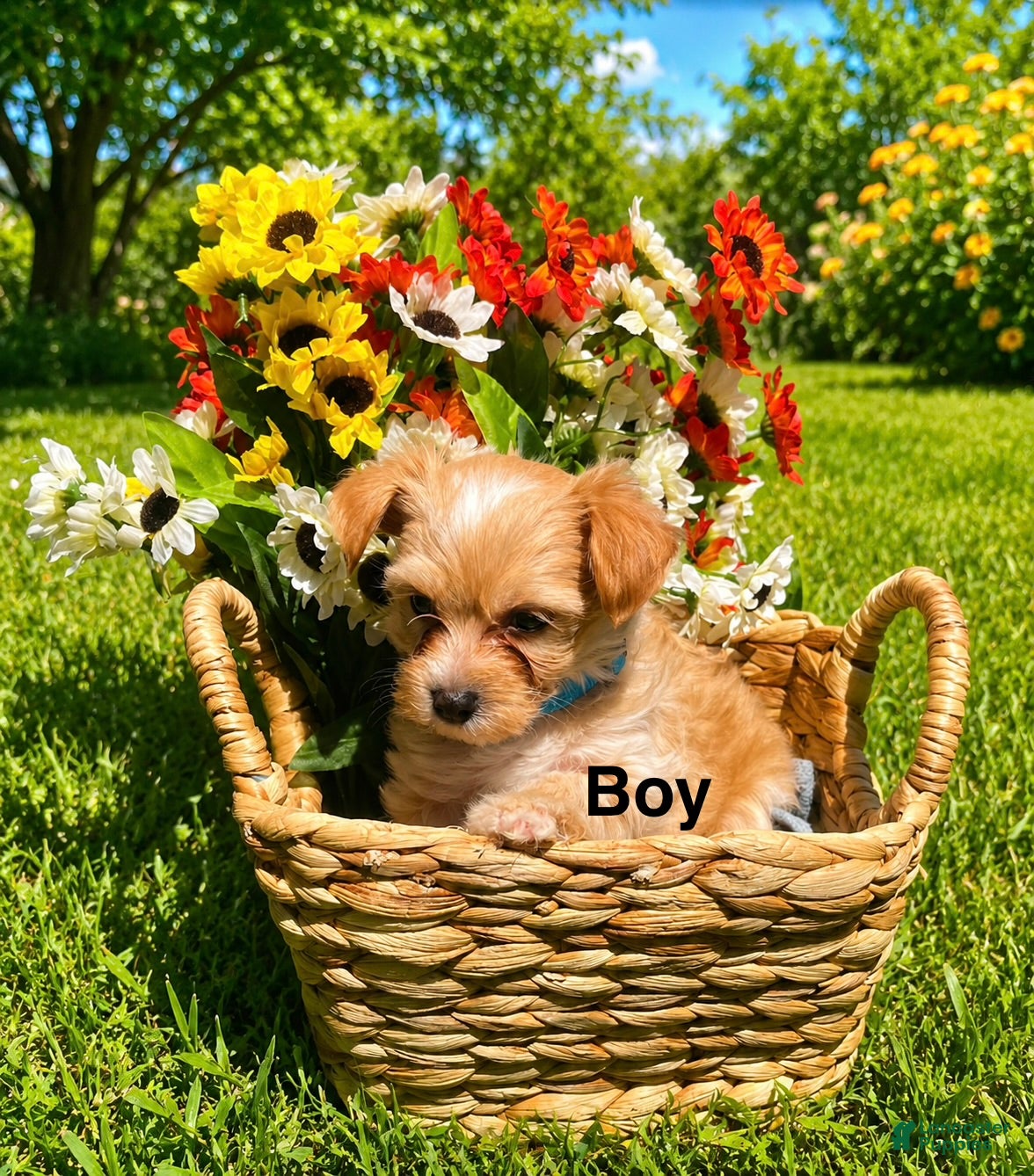 Mixed Breed dogs Shilo  - Ad 9