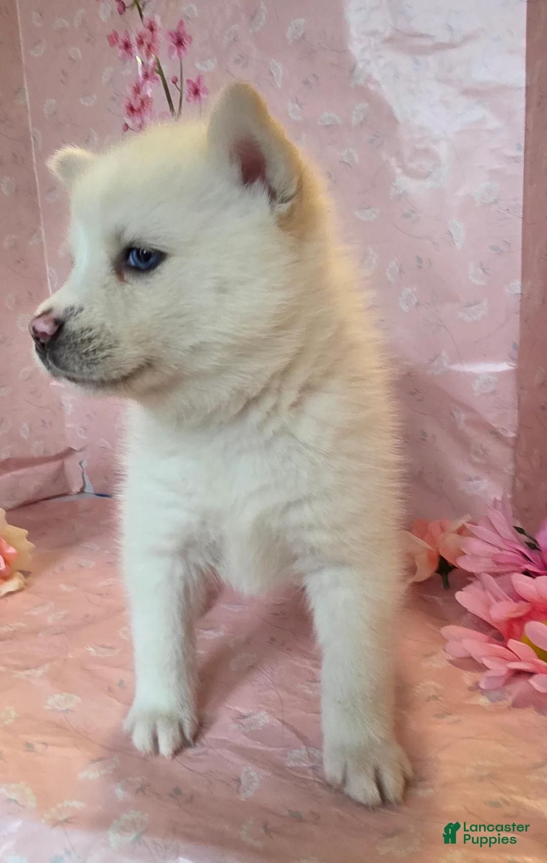 Pomsky dogs for sale: Velma  - Ad 2
