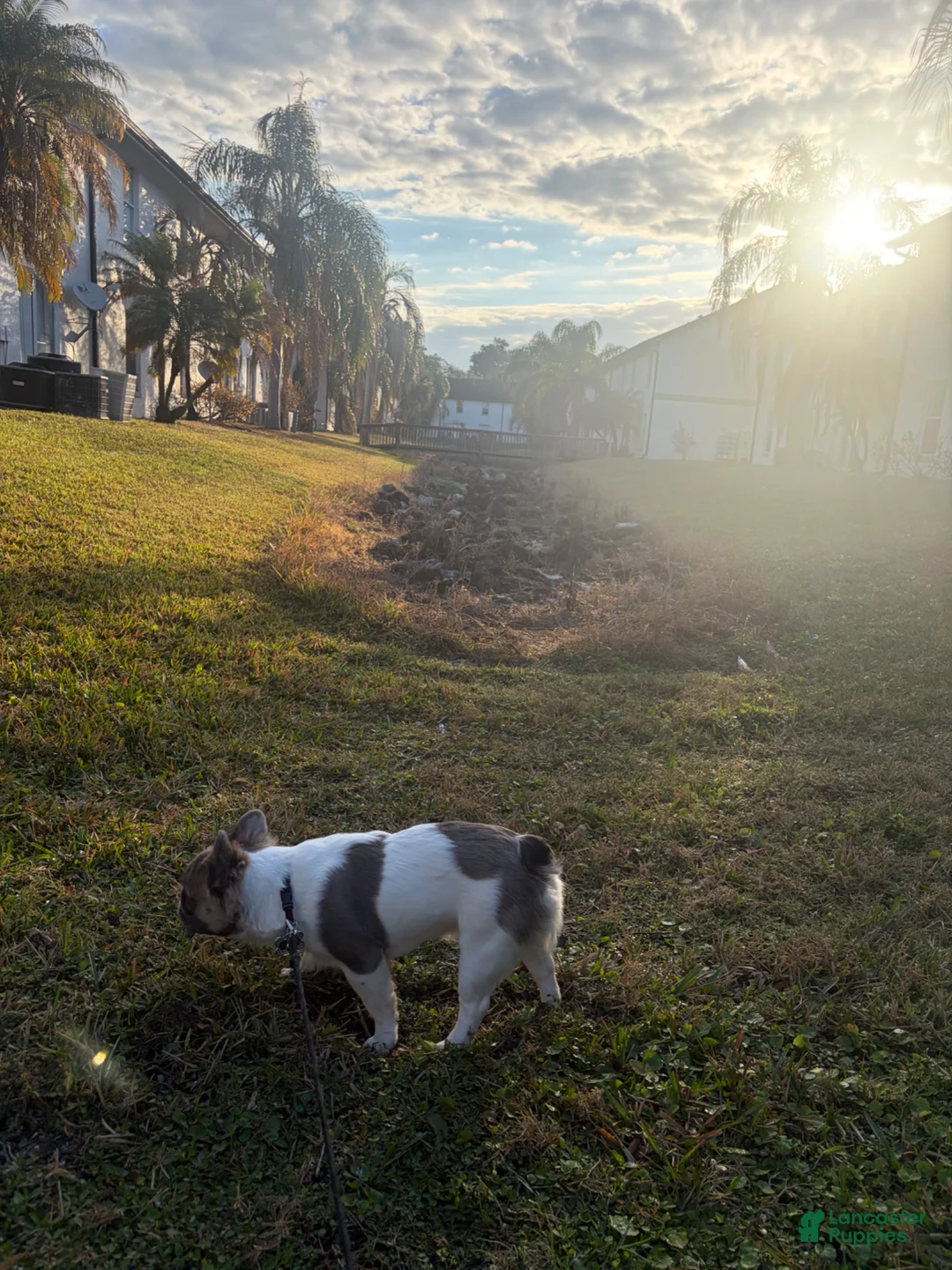 French Bulldog dogs for stud: Fluffy Frenchie - Ad 2