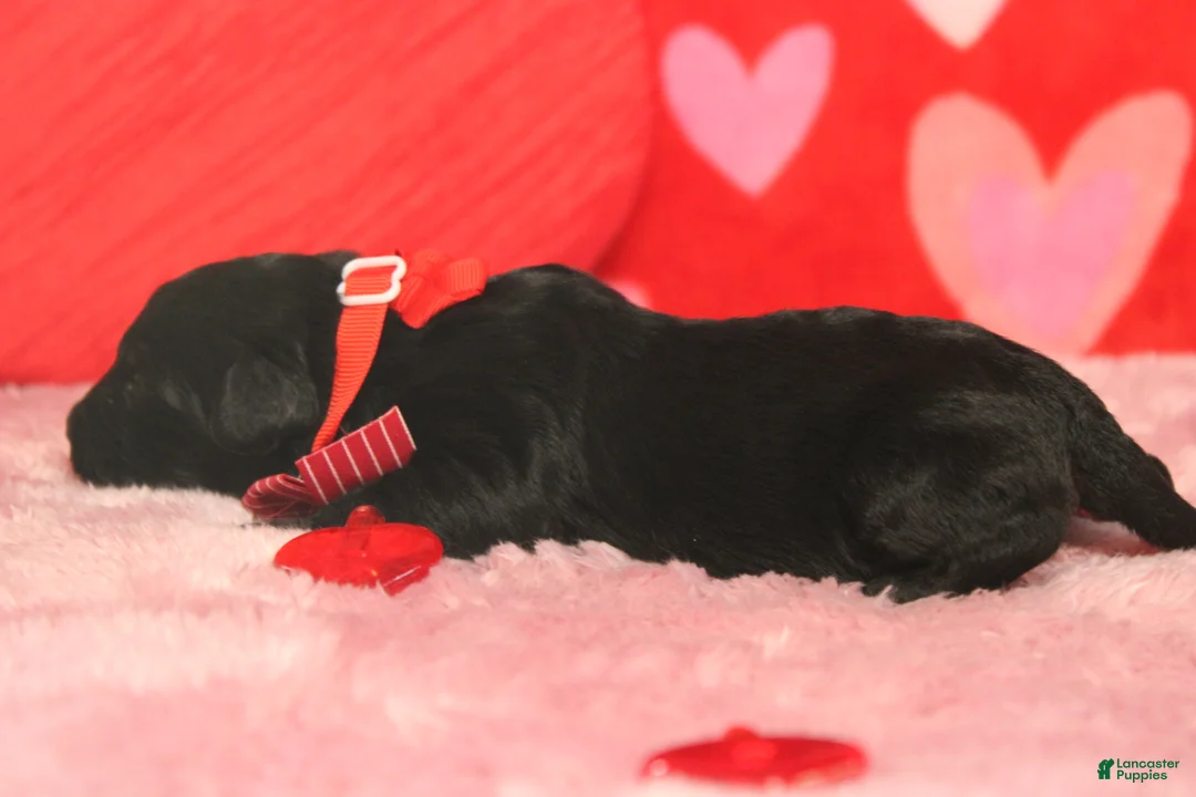 Mixed Breed dogs for sale: Babe - Ad 7