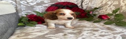 Miniature Dachshund dogs for sale: Baxter - Ad 4
